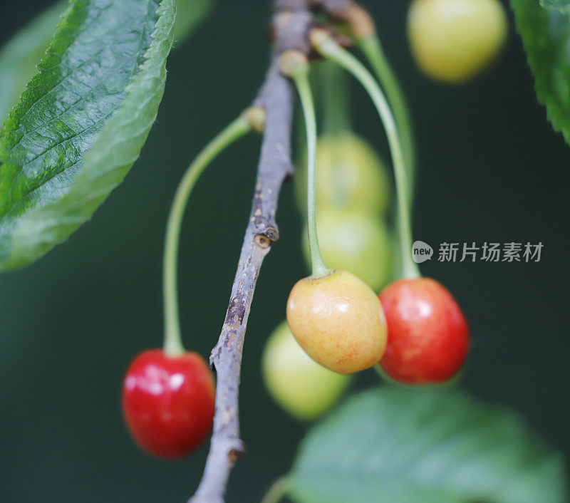 野樱桃(Prunus avium)果实